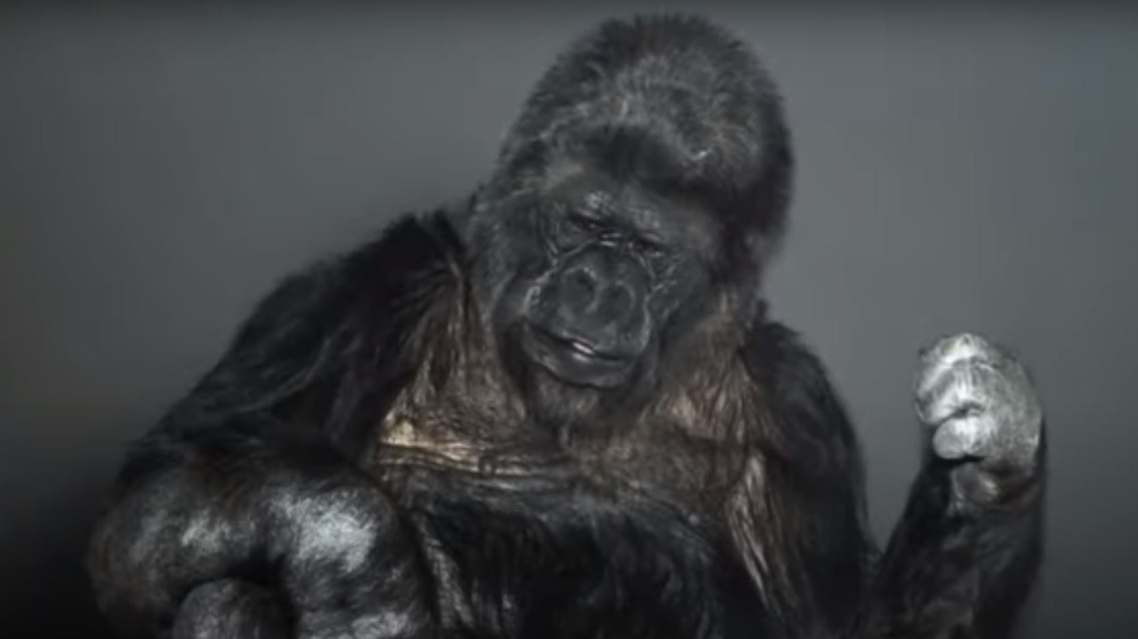 What We Know About Koko The Gorilla’s Final Words – Grunge