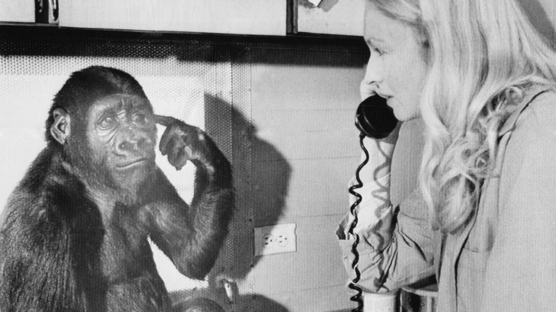 Koko signing with trainer