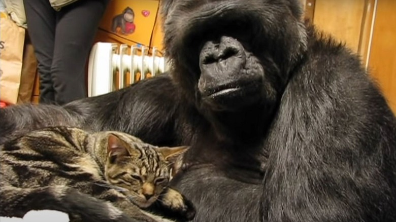 Koko snuggling cat