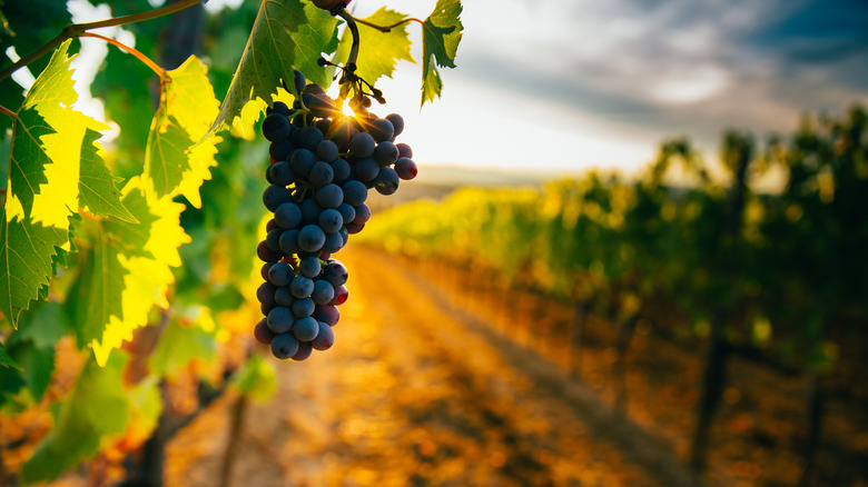 Vineyard blueberries