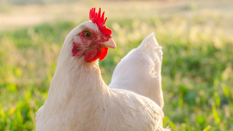 white chicken