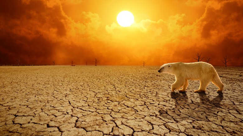 Polar bear, global warming