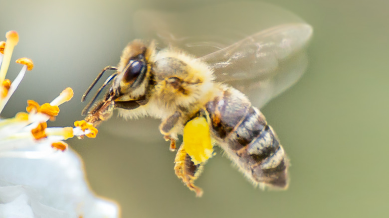 Bee on a flower