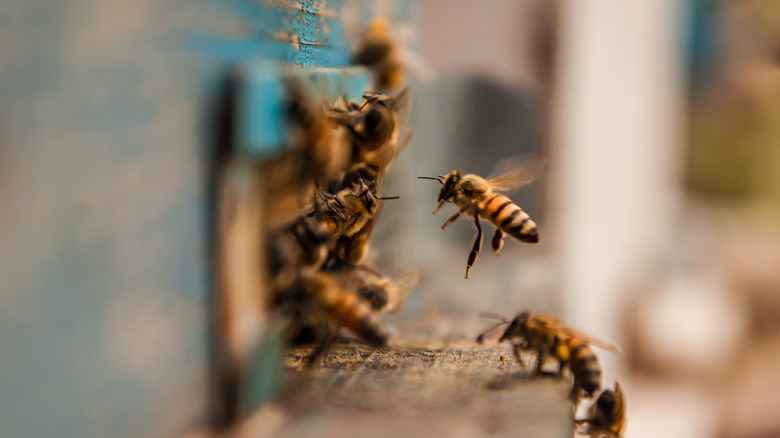 Bees in a hive