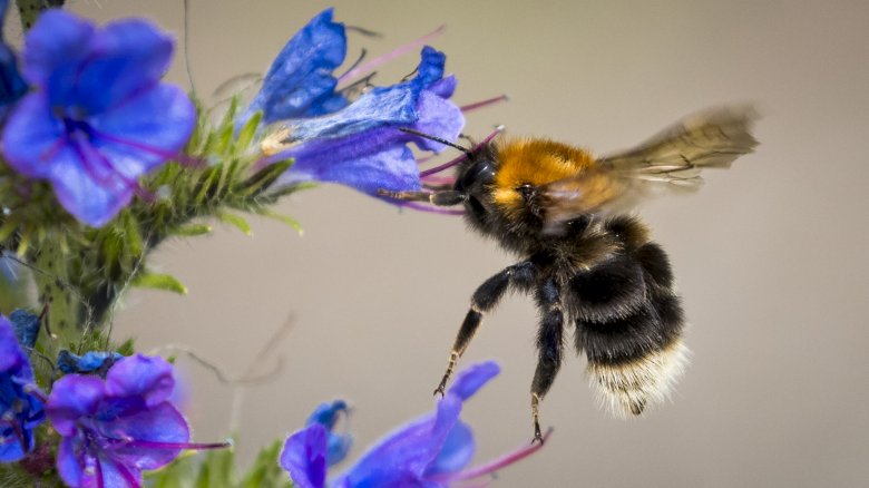 Bee, Flower