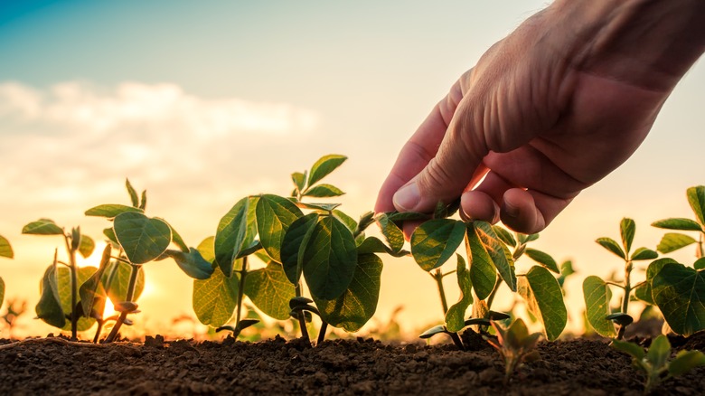 Hand reaching down to small plants