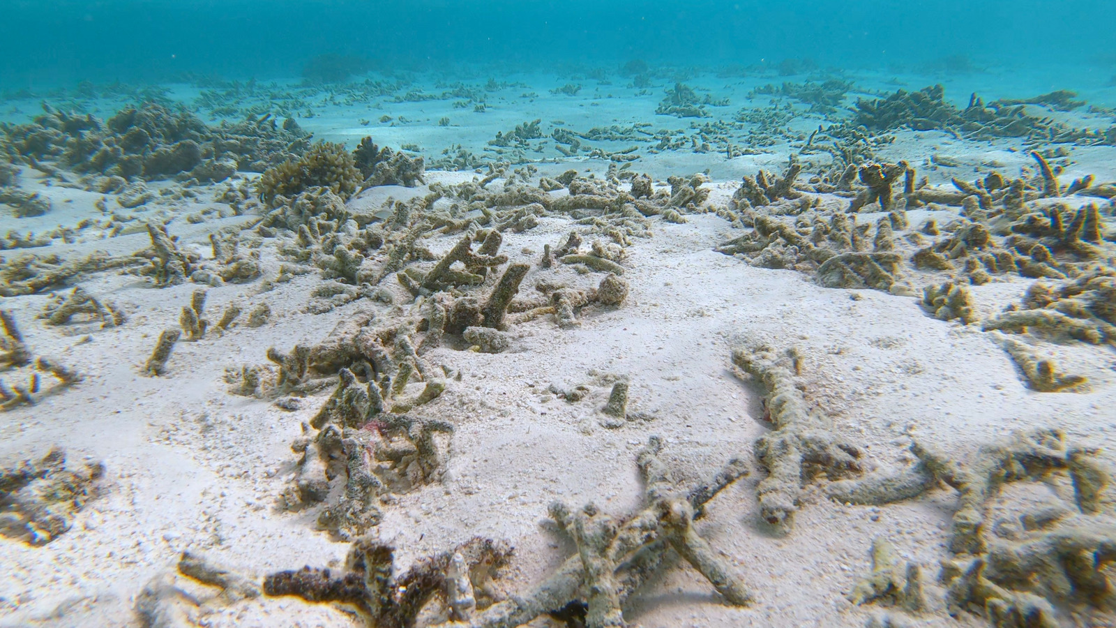 What Would Happen If Every Coral Reef Died?