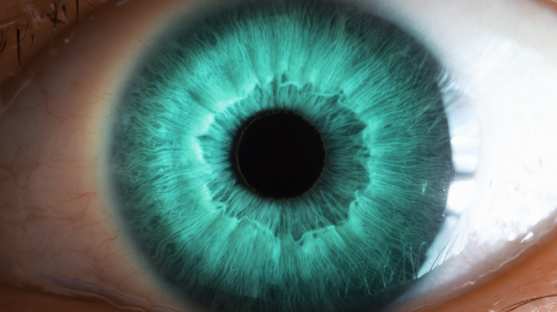 closeup of a human eye