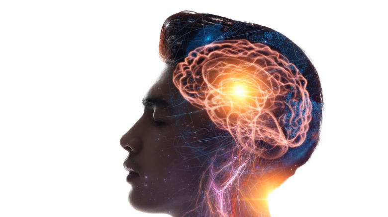the human brain