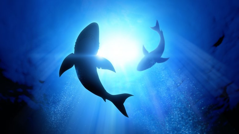 What Would Happen If Sharks Went Extinct?