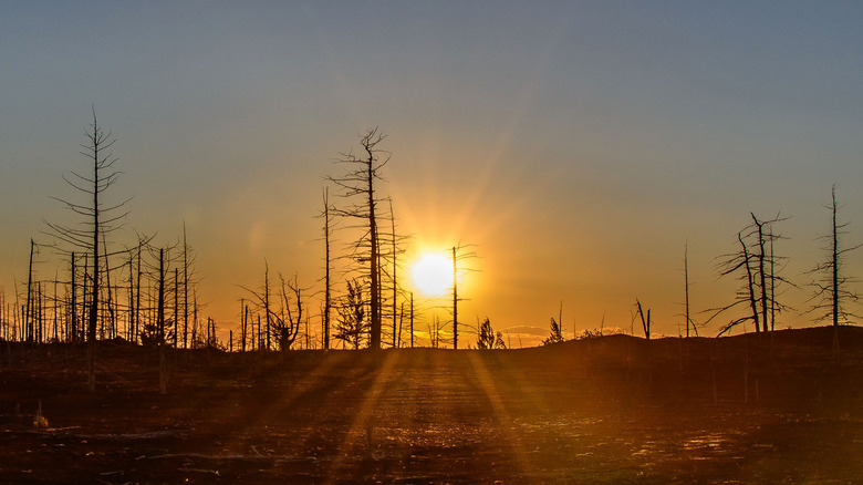 Dead forest at sunset, Kamchatka.