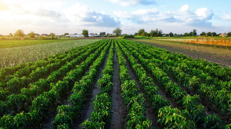 Crops