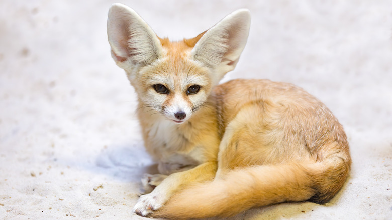 Fennec fox curled up on white sand surface.