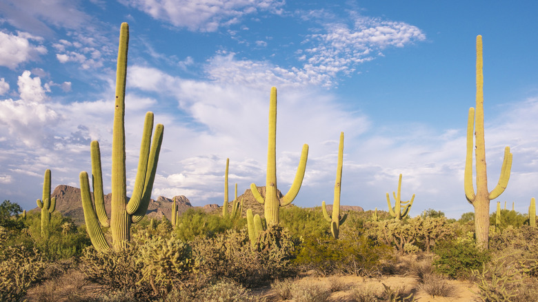 Saguaro cacti in Sonoran Desert, Arizona.