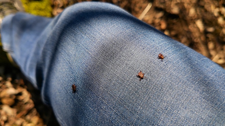 ticks on pants