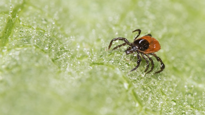 deer tick