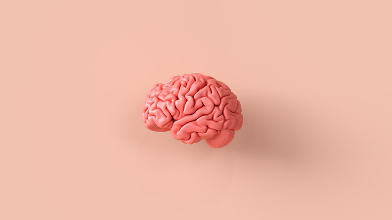 brain model