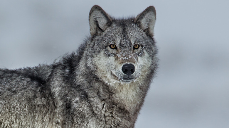 Wolf in Yellowstone National Park