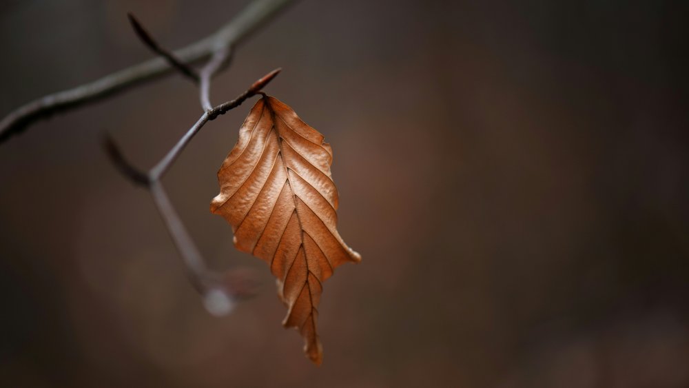 Dead Leaf, Plant, Tree