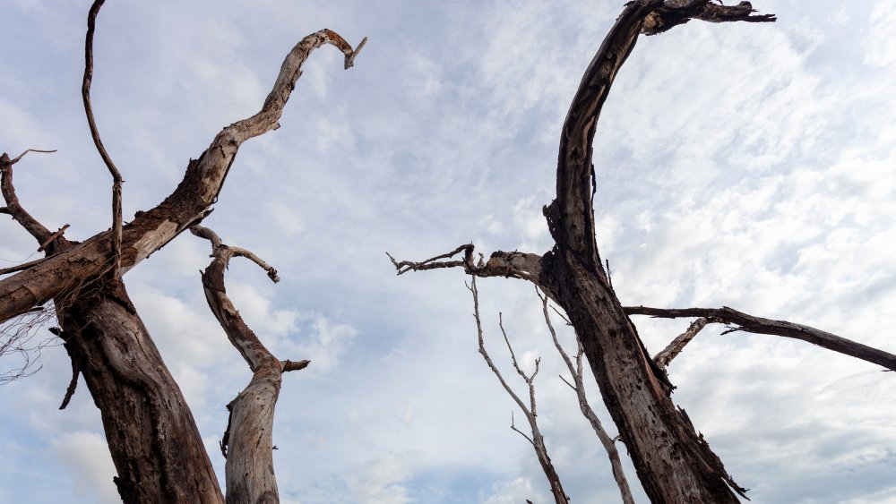 Dead trees