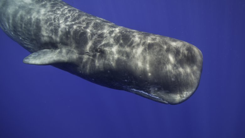 Sperm whale