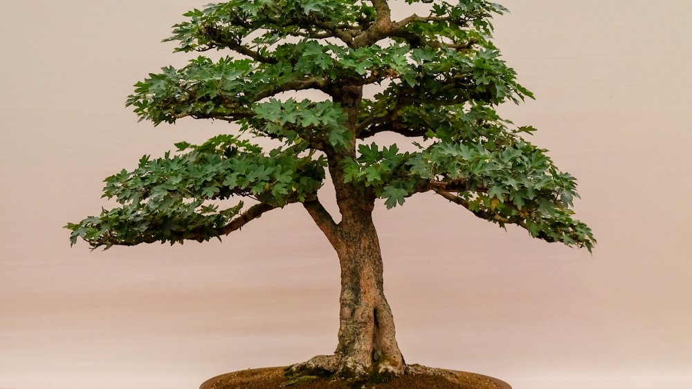 A bonsai