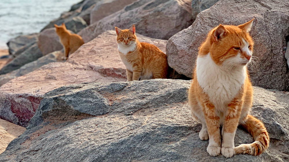 Tashirojima Island, Japan's Cat Island