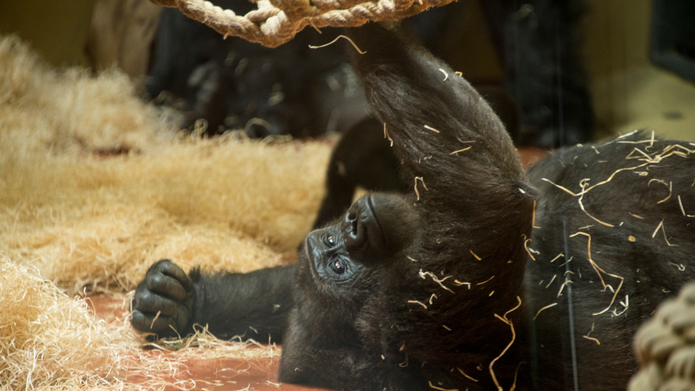 gorilla in captivity