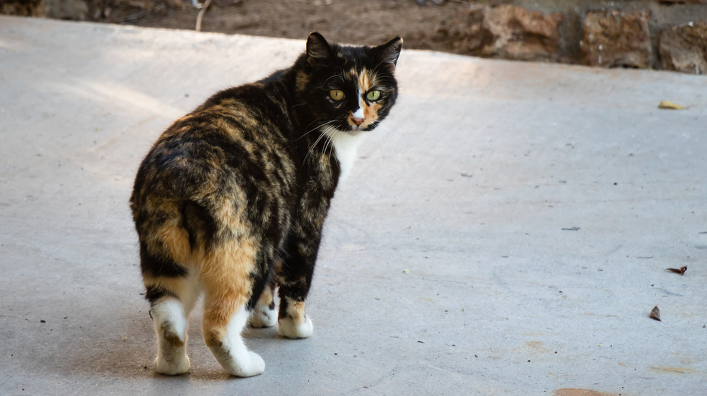 Cat looks backward