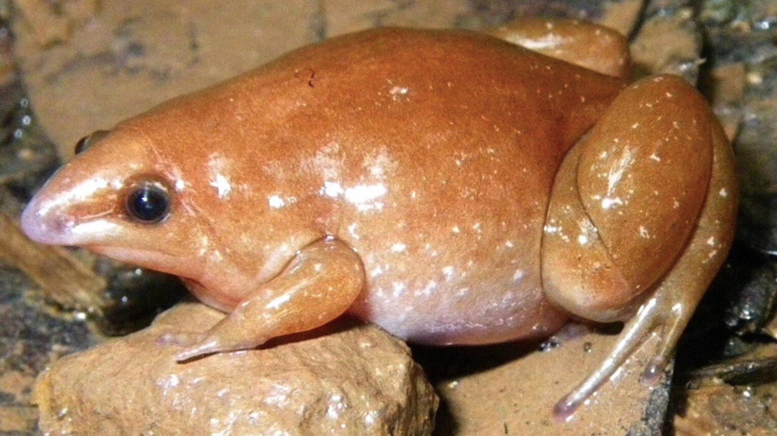 What You Didn't Know About The Newly Discovered Zombie Frog