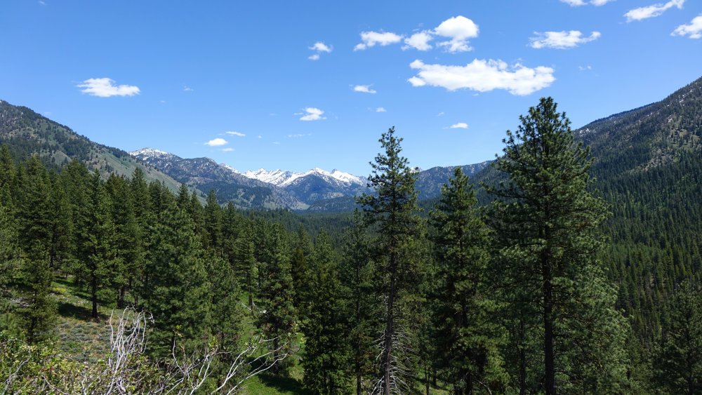 Idaho forest