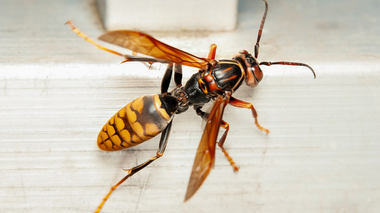 Asian giant Hornet 