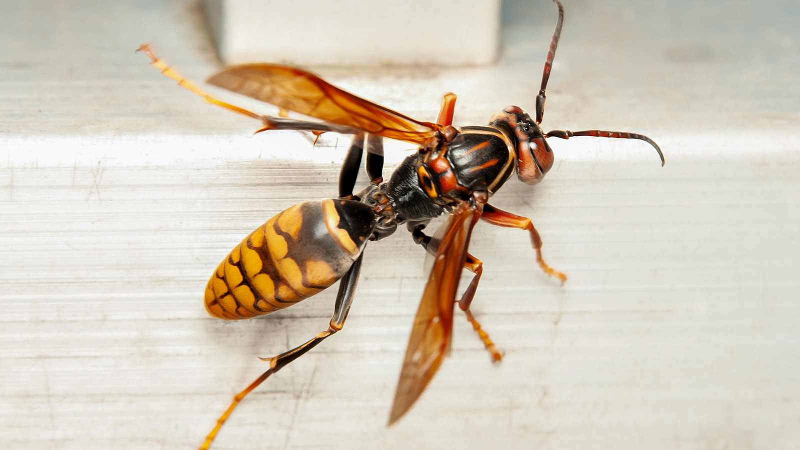 What You Might Not Know About The Giant Japanese Hornet