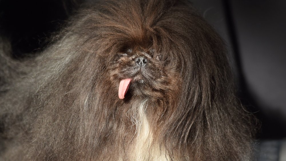 Pekingese