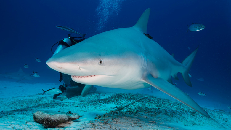 Color changing shark