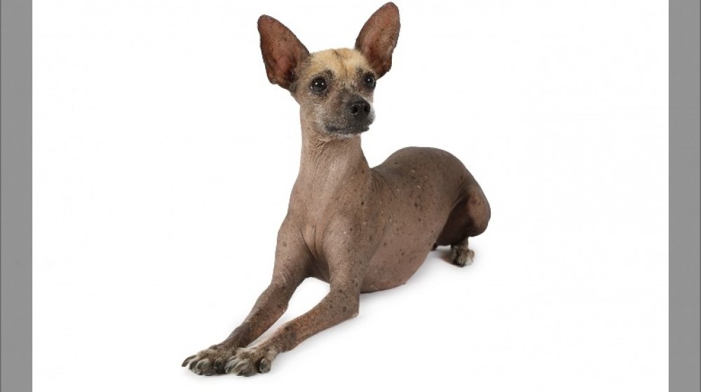 Xoloitzcuintli