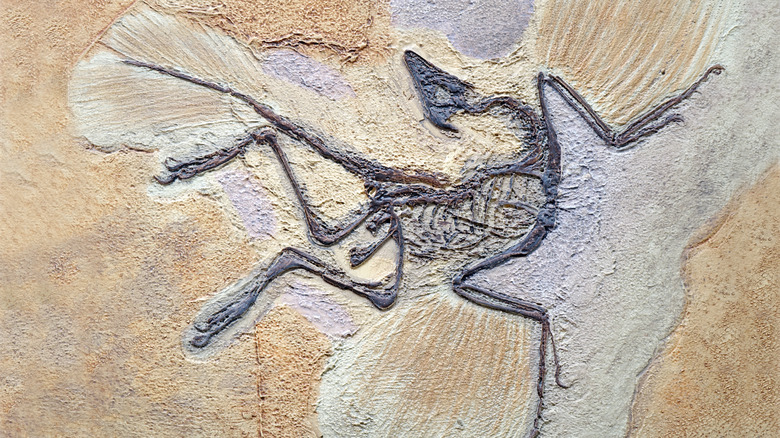 archaeopteryx fossil