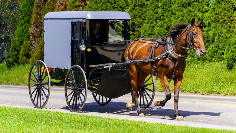 Amish buggy on roadway