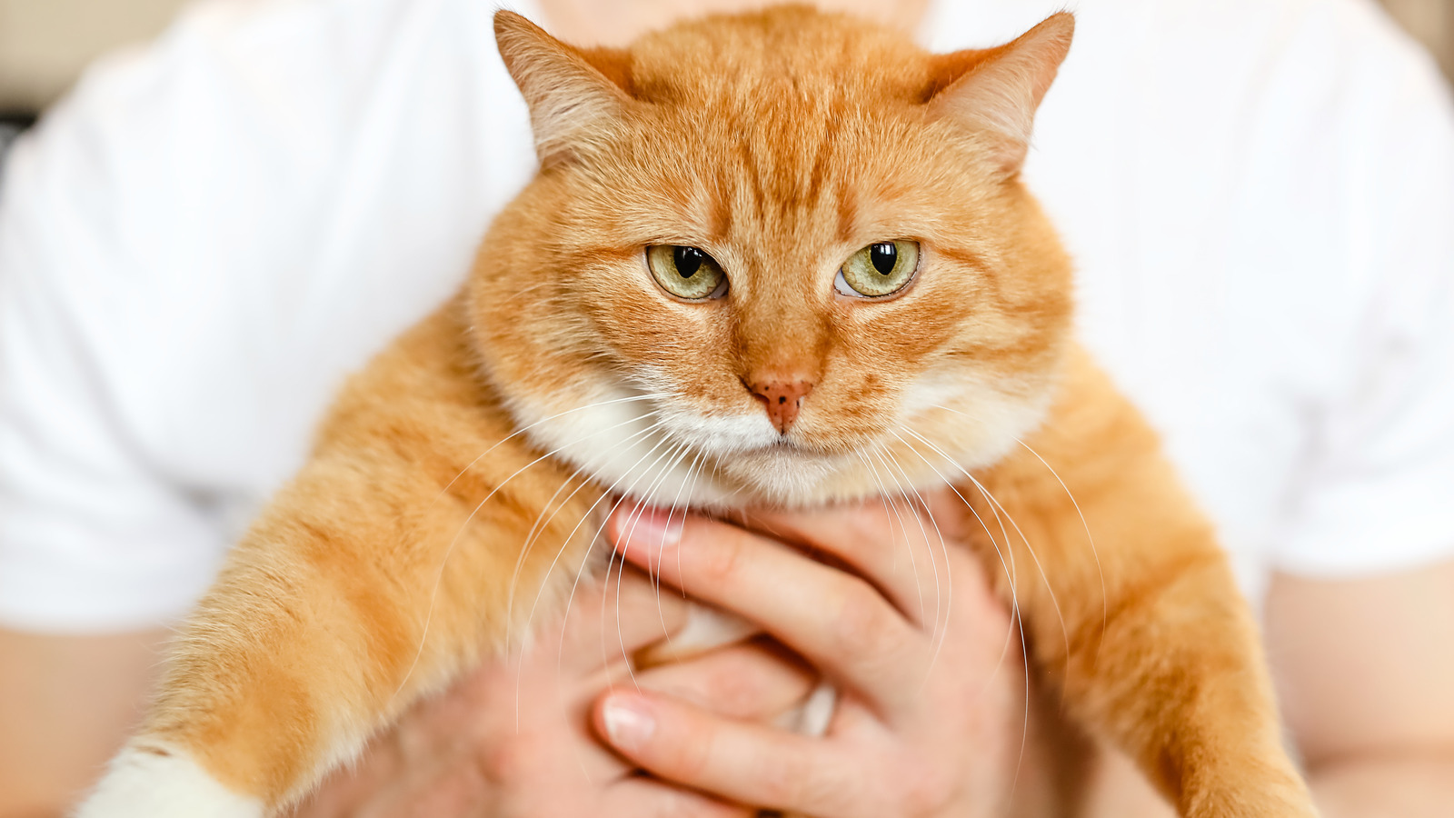 How Did Keyboard Cat Famous (And What Happened To Him)? 247 News Around The World