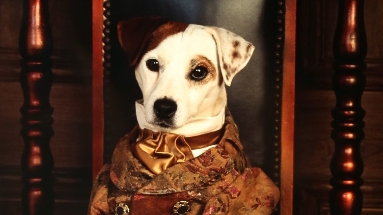 Wishbone in a coat sitting in a chair