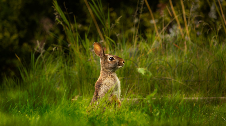 Rabbit at full height in long grass