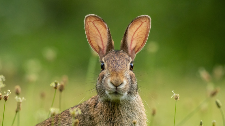 Cottontail rabbit in wild facing camera