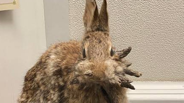 Viral Colorado rabbit with 'tentacles'