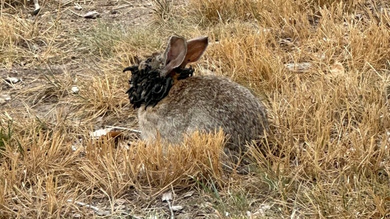 Rabbit suffering from shope papillomavirus