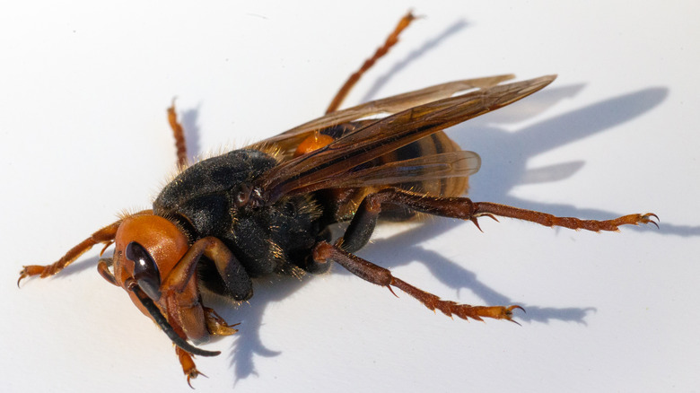 Asian Giant Hornet