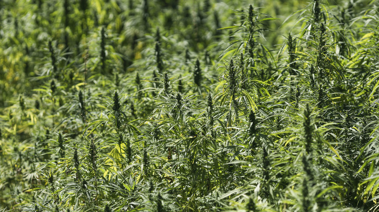 Green hemp field