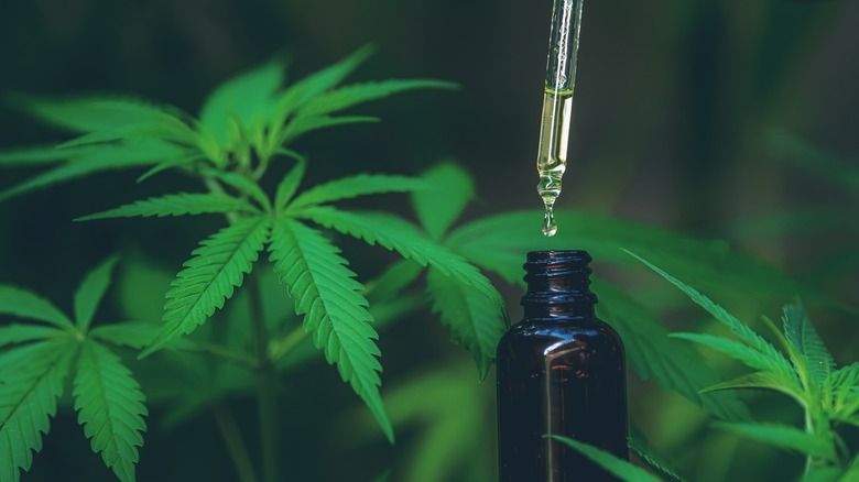 Hemp oil and plants