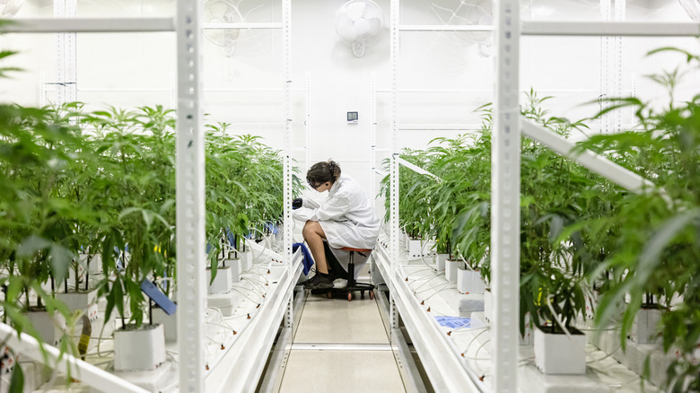 Research working at hemp laboratory