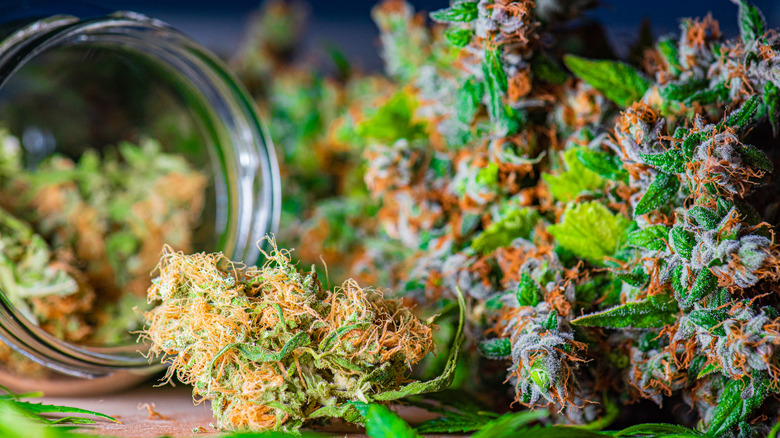 Marijuana orange buds from jar
