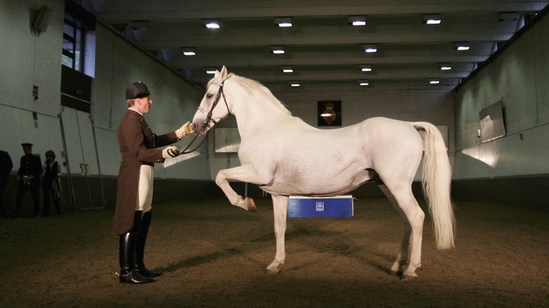 rider with lipizzaner show horse indoors
